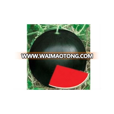 NOFA 3 pure black seedless watermelon seeds for sale